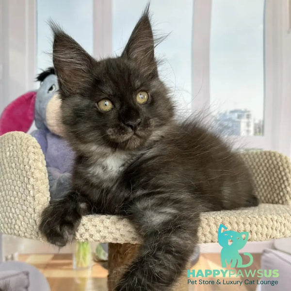 Rumi Maine Coon female black silver - live animals