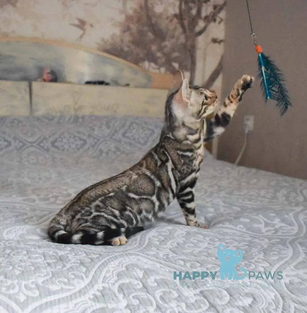Runa Bengal female black silver spotted tabby live animals