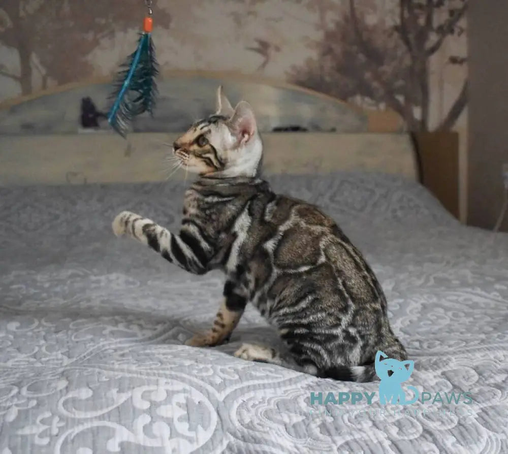 Runa Bengal female black silver spotted tabby live animals