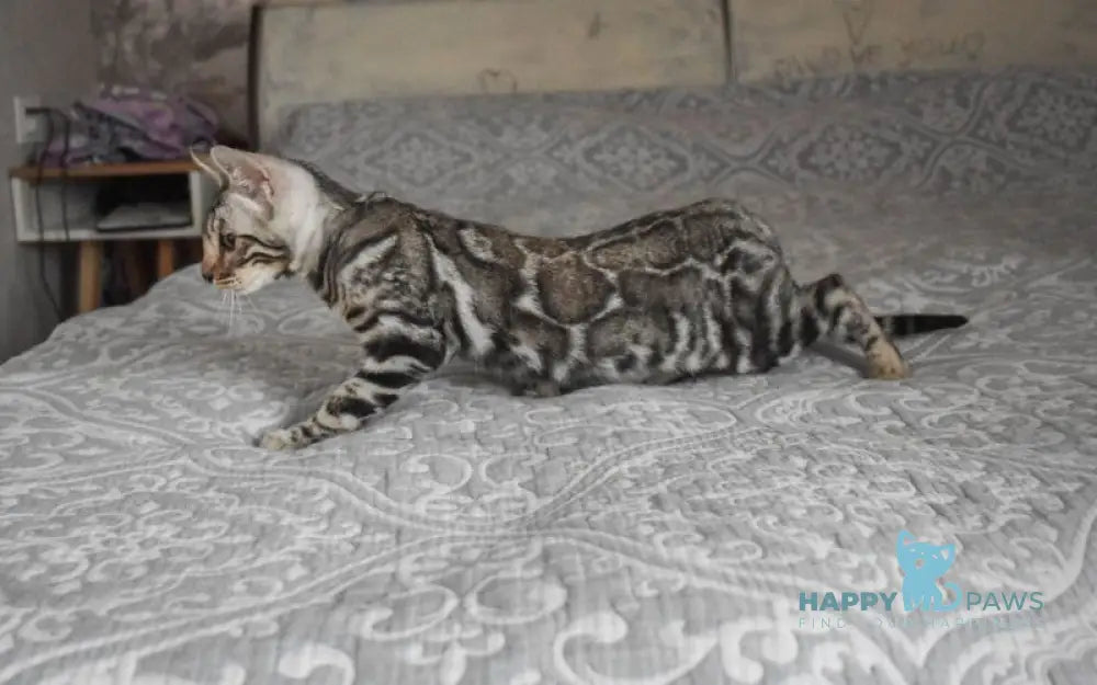 Runa Bengal female black silver spotted tabby live animals