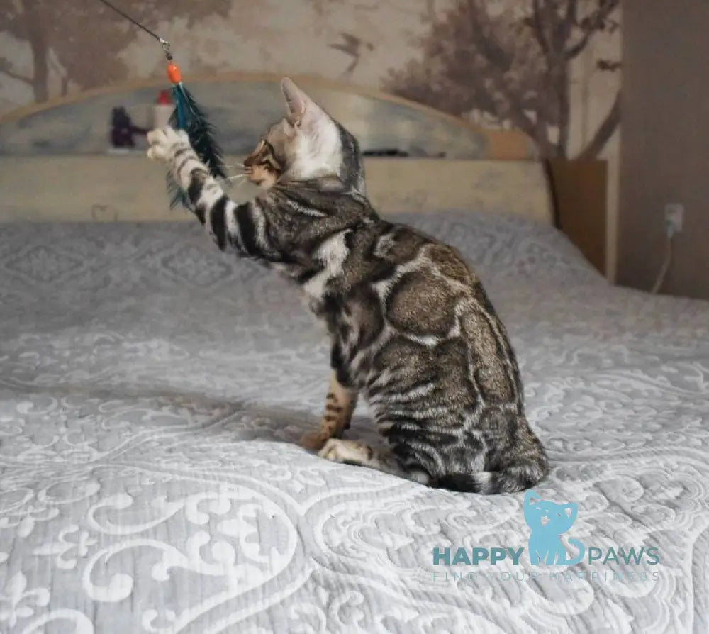 Runa Bengal female black silver spotted tabby live animals