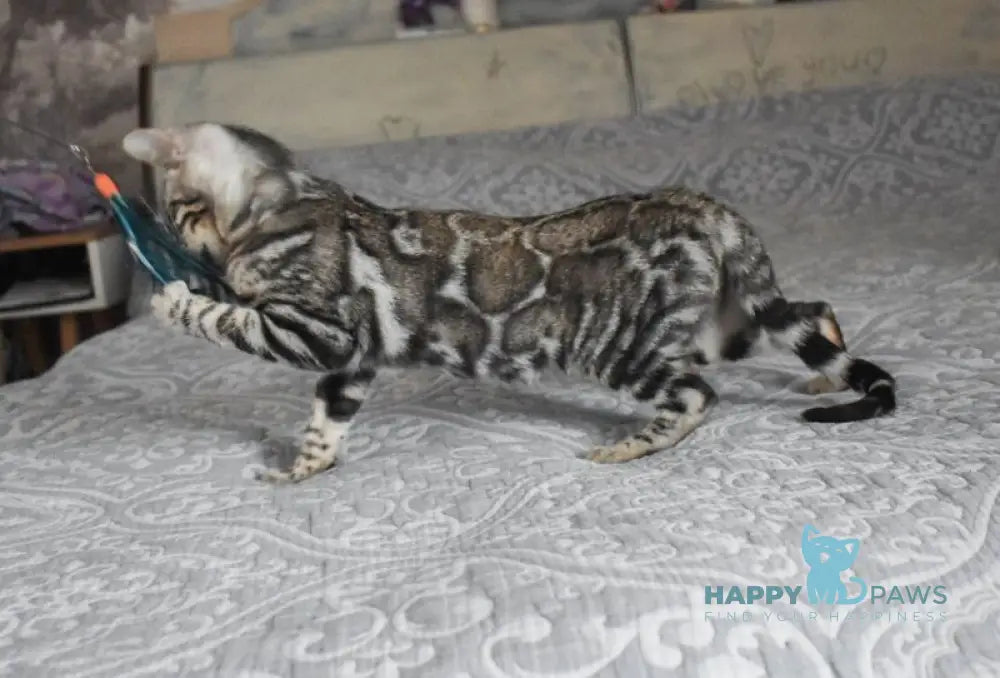 Runa Bengal female black silver spotted tabby live animals