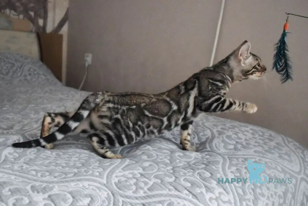 Runa Bengal female black silver spotted tabby live animals