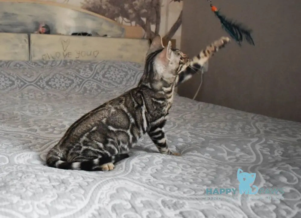 Runa Bengal female black silver spotted tabby live animals