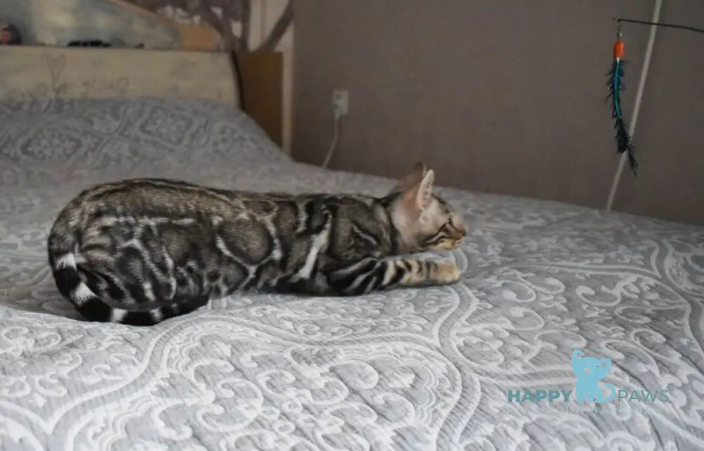 Runa Bengal female black silver spotted tabby live animals