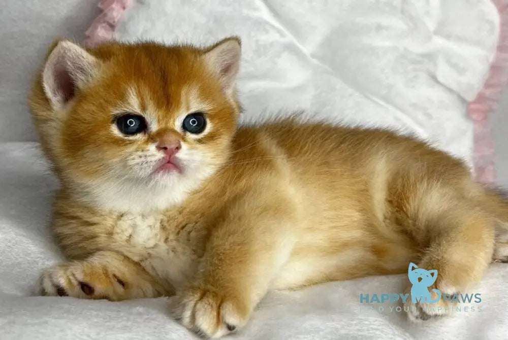 Runa British Shorthair female black golden chinchilla live animals