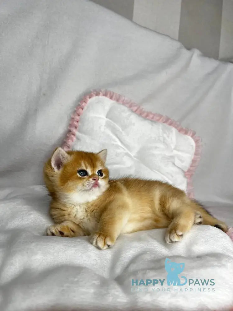 Runa British Shorthair female black golden chinchilla live animals