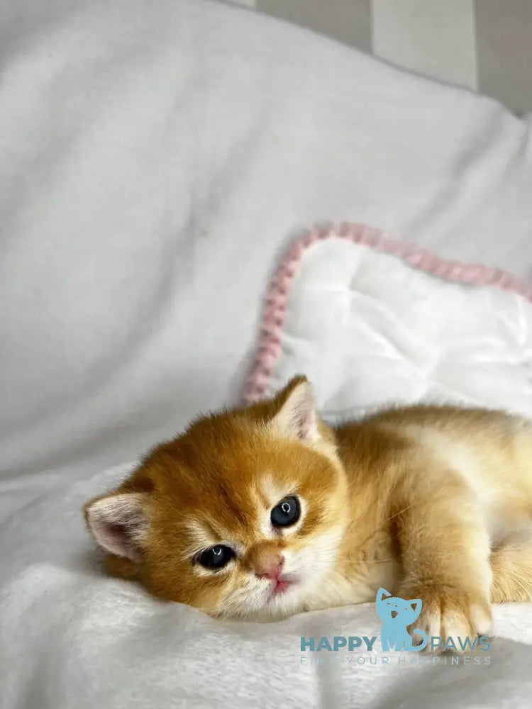 Runa British Shorthair female black golden chinchilla live animals