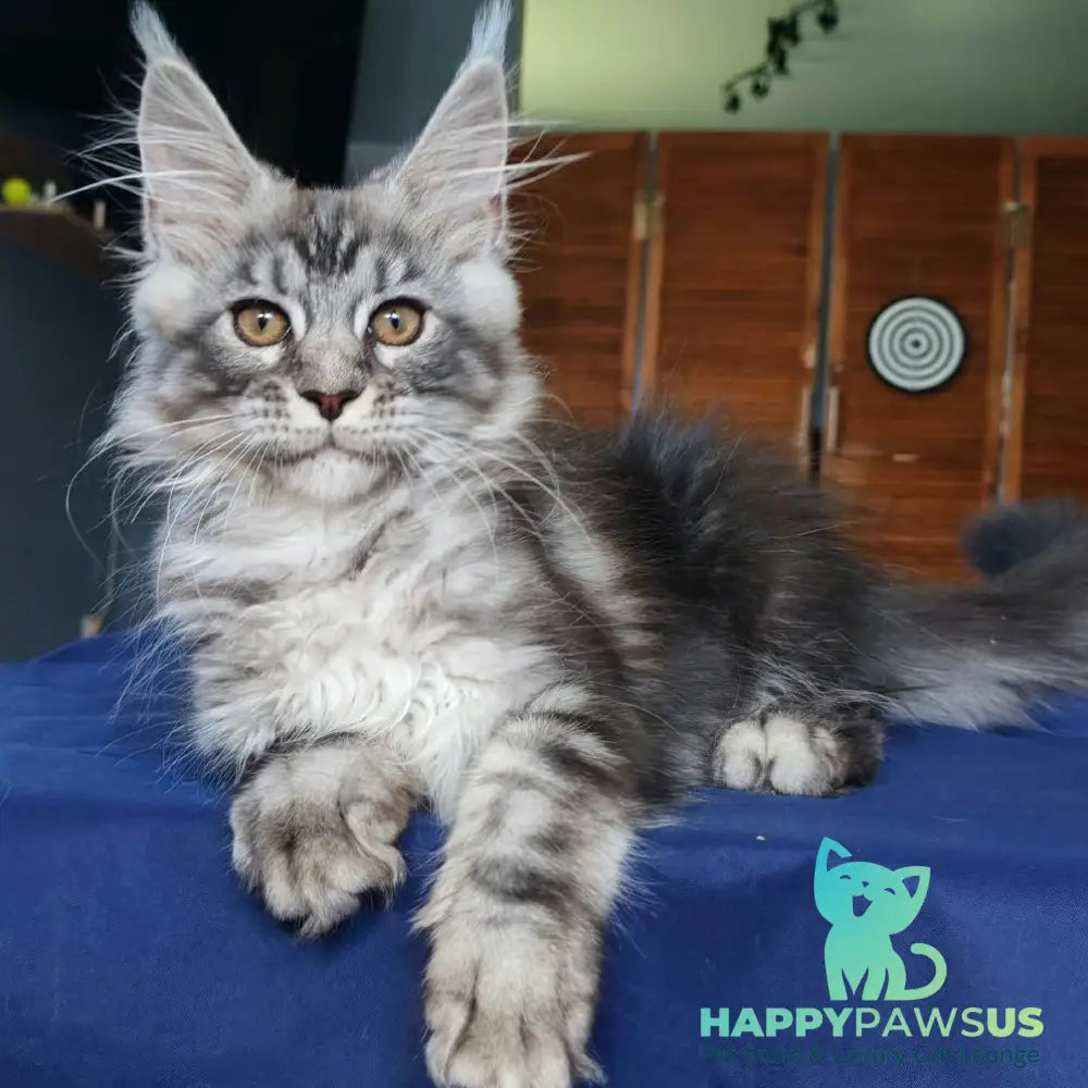 Runa Maine Coon female black silver tabby - live animals