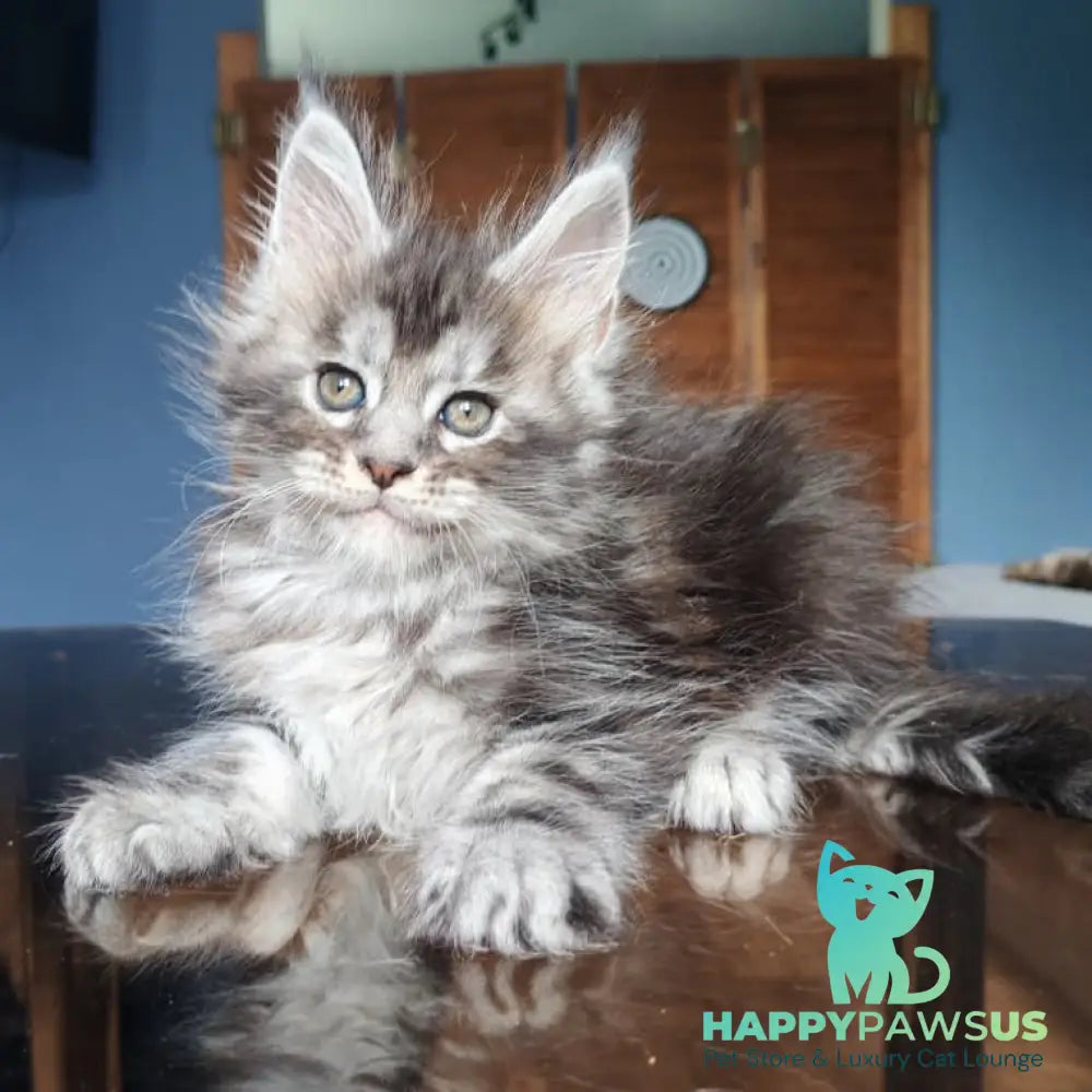 Runa Maine Coon female black silver tabby - live animals