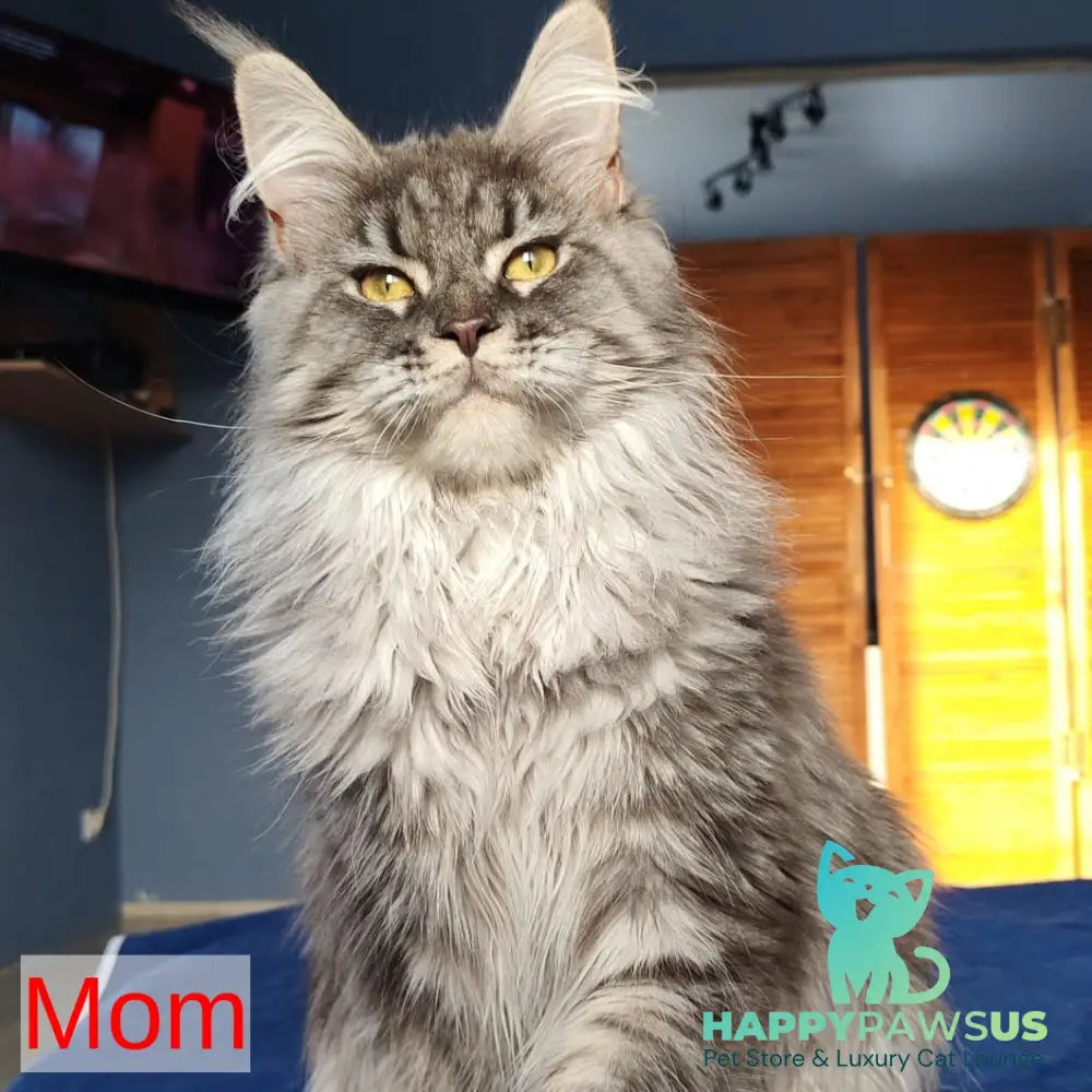 Runa Maine Coon female black silver tabby - live animals