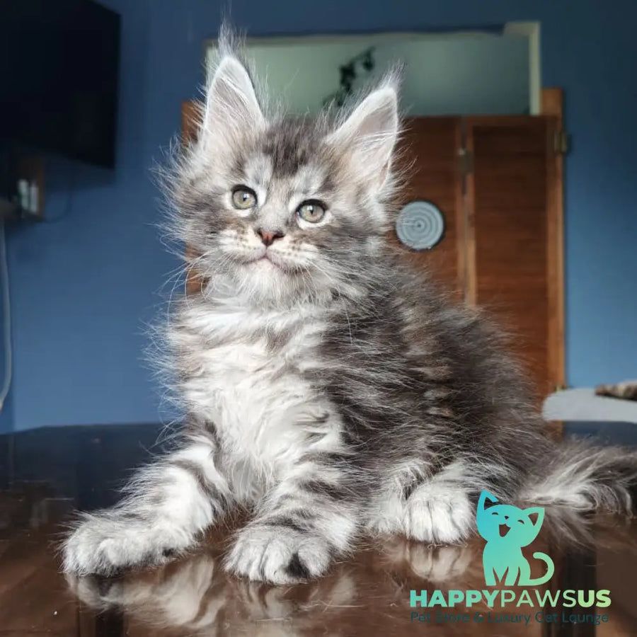 Runa Maine Coon female black silver tabby - live animals