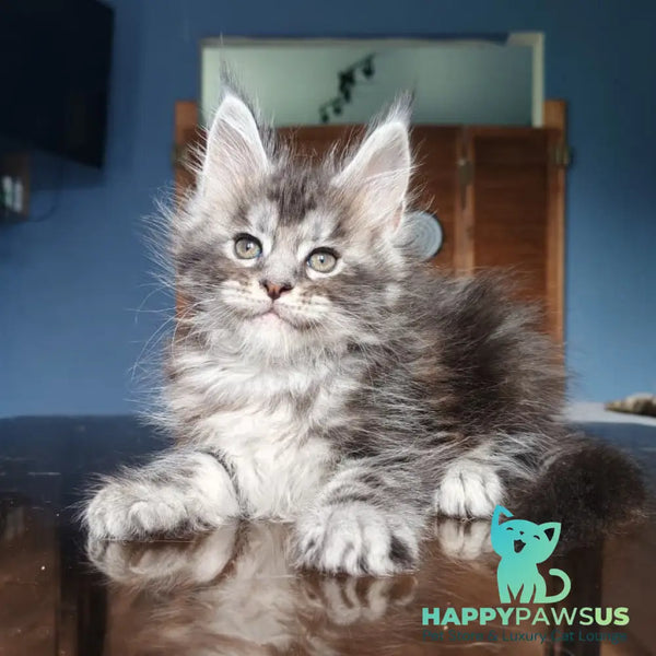 Runa Maine Coon female black silver tabby - live animals