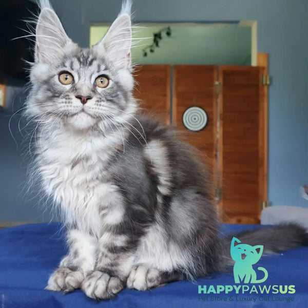 Runa Maine Coon female black silver tabby - live animals