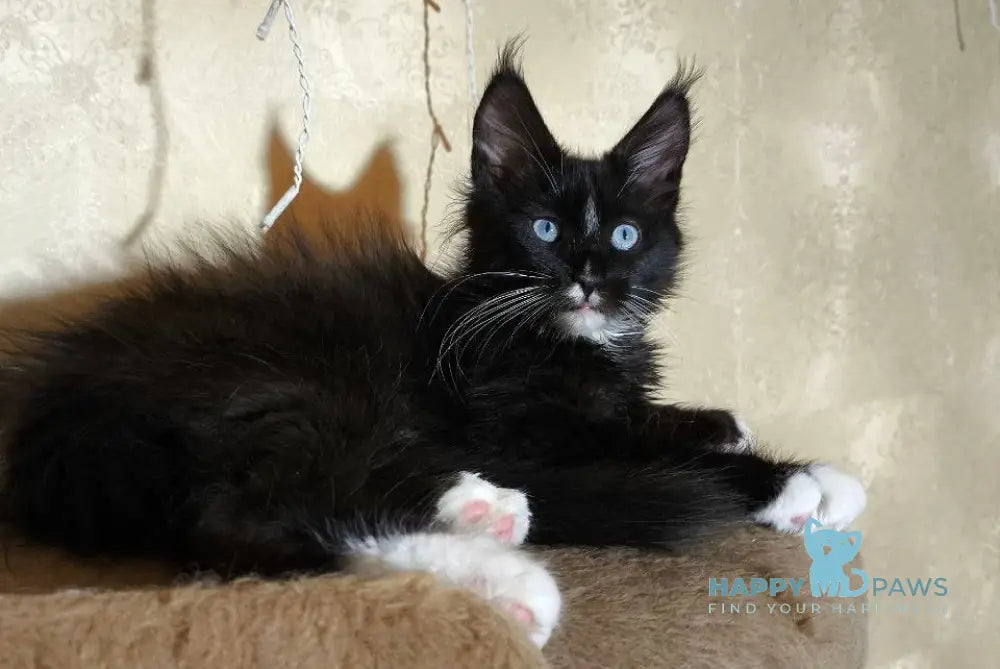 Runa Maine Coon female black with white live animals