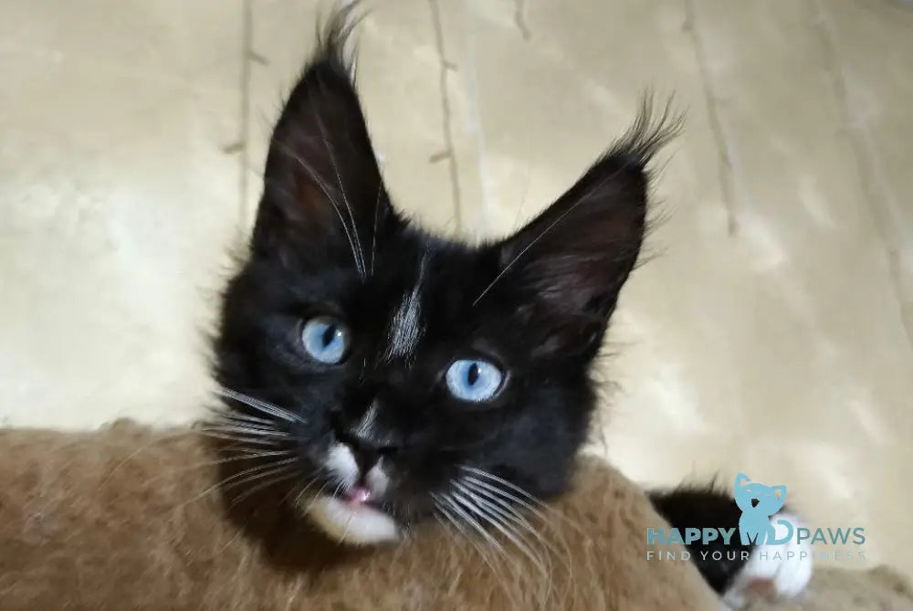 Runa Maine Coon female black with white live animals