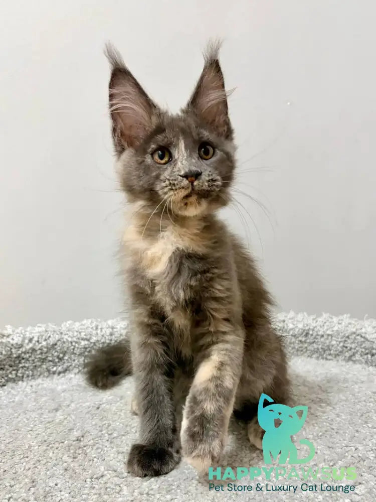 Runa Maine Coon female blue tortie live animals