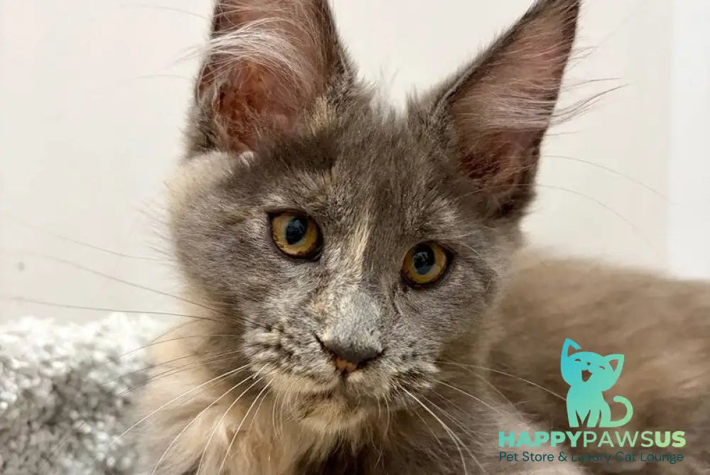 Runa Maine Coon female blue tortie live animals