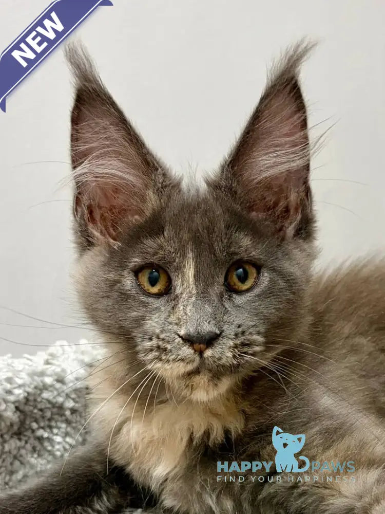 Runa Maine Coon female blue tortie live animals