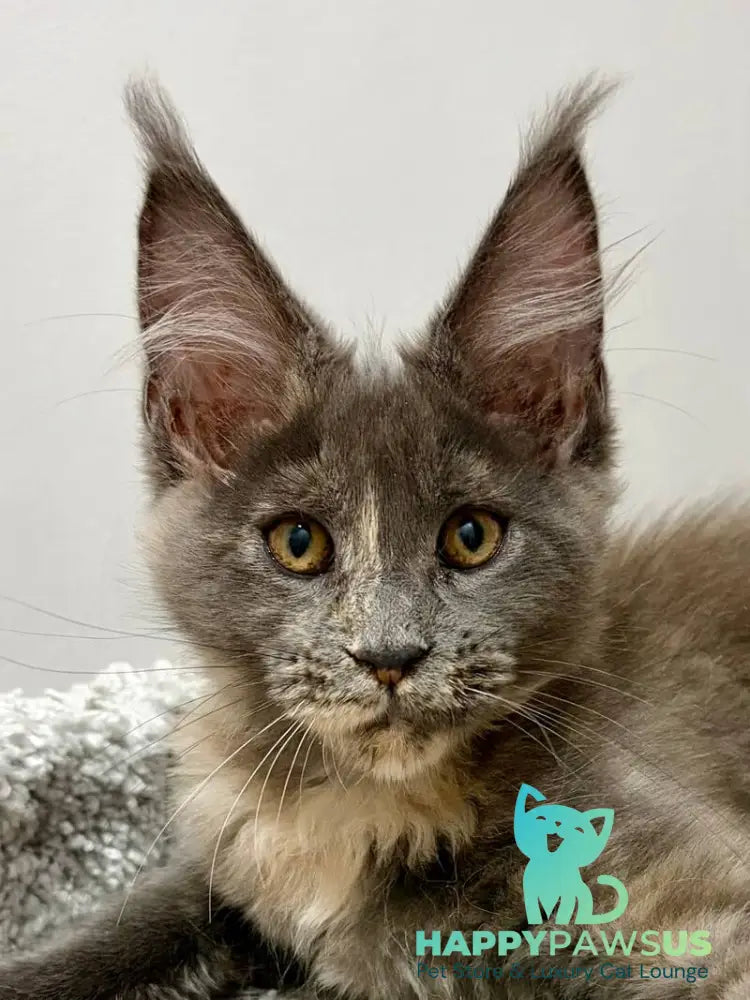 Runa Maine Coon female blue tortie live animals