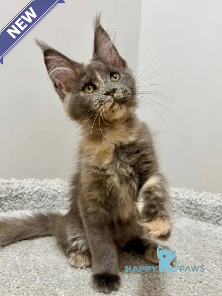 Runa Maine Coon female blue tortie live animals