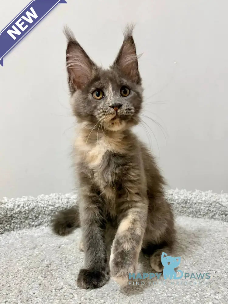 Runa Maine Coon female blue tortie live animals