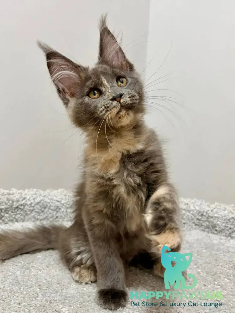 Runa Maine Coon female blue tortie live animals