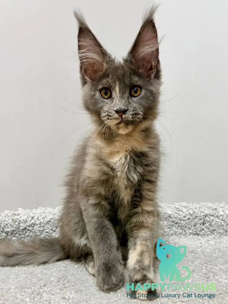 Runa Maine Coon female blue tortie live animals