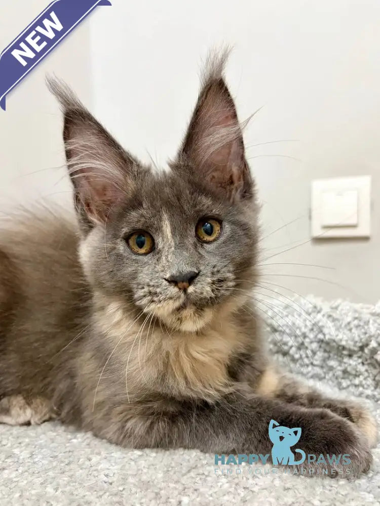 Runa Maine Coon female blue tortie live animals