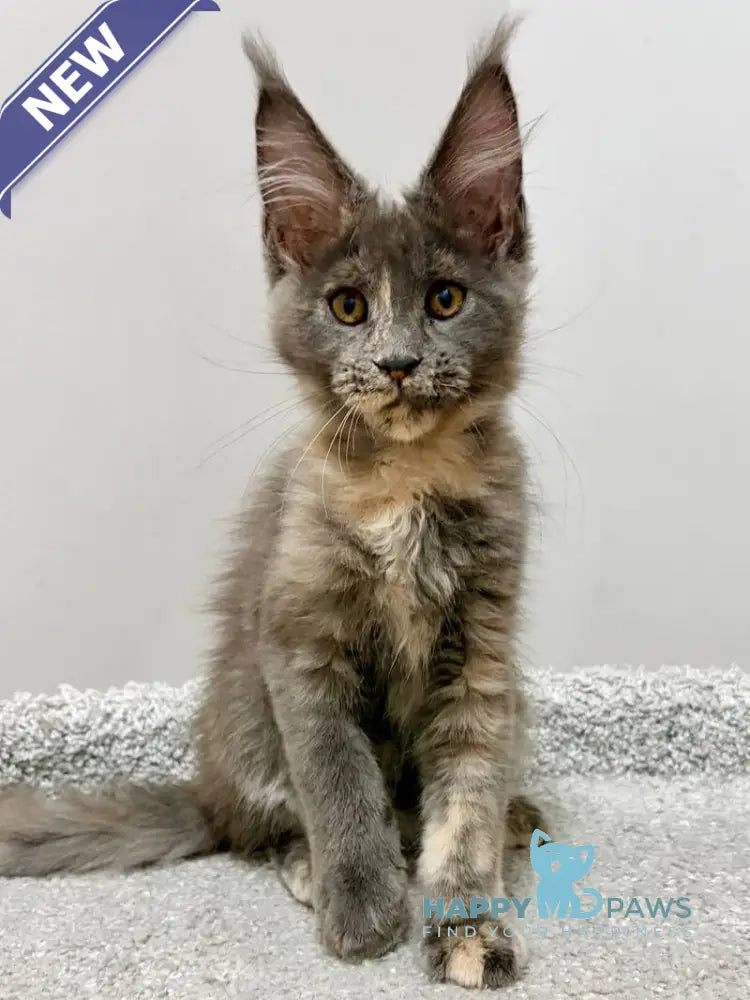 Runa Maine Coon female blue tortie live animals