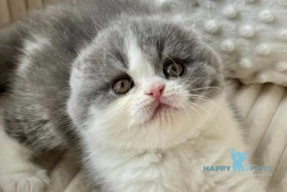 Runa Scottish Fold female blue bicolour live animals