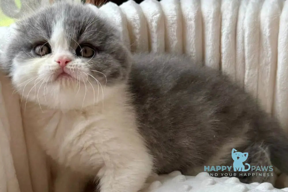 Runa Scottish Fold female blue bicolour live animals