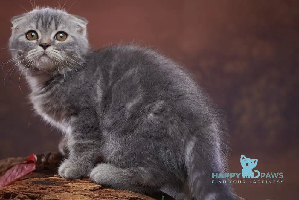 Runa Scottish Fold female blue silver tabby live animals