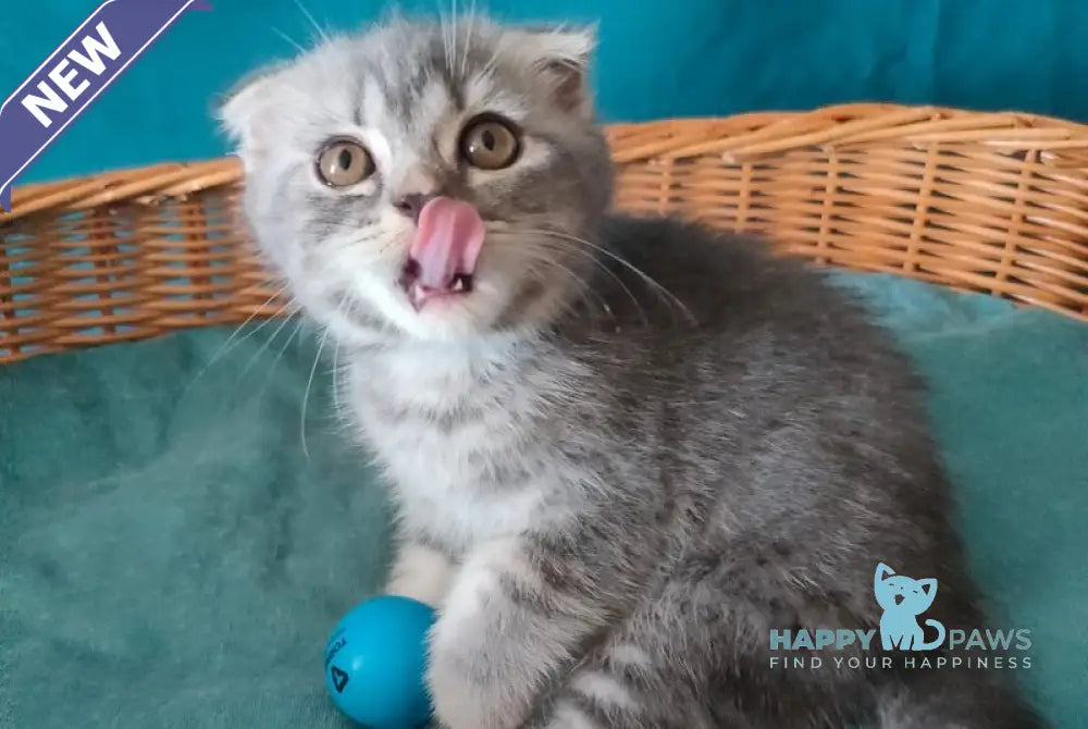 Runa Scottish Fold female blue silver tabby live animals