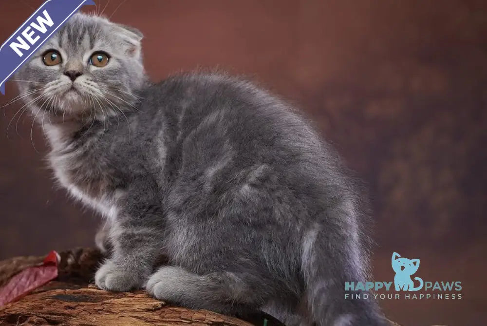 Runa Scottish Fold female blue silver tabby live animals