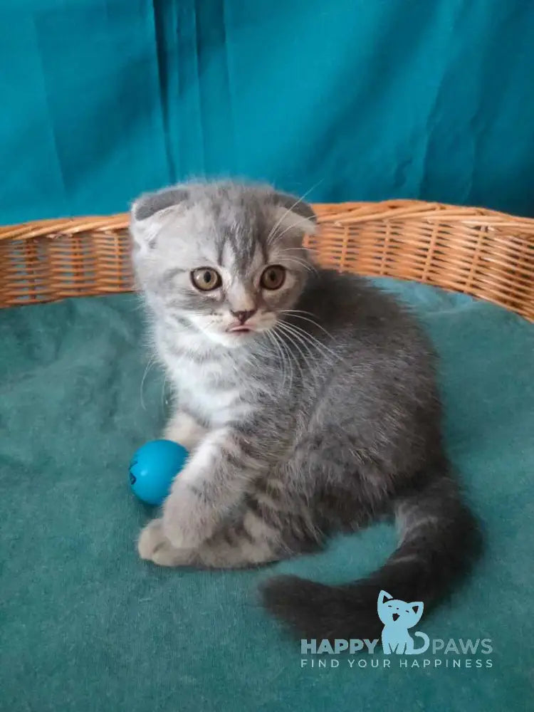 Runa Scottish Fold female blue silver tabby live animals