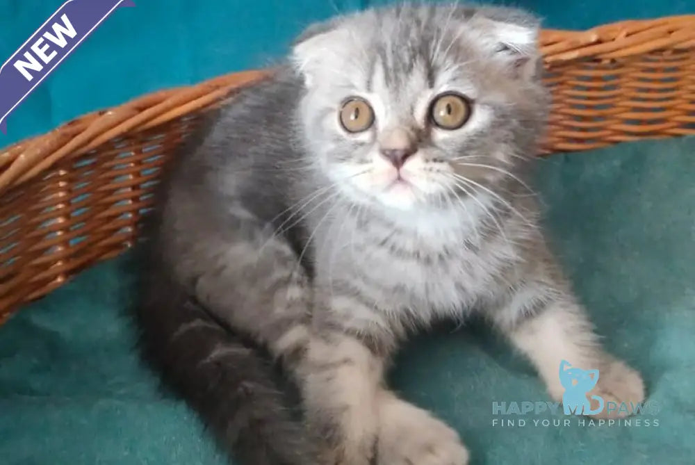 Runa Scottish Fold female blue silver tabby live animals
