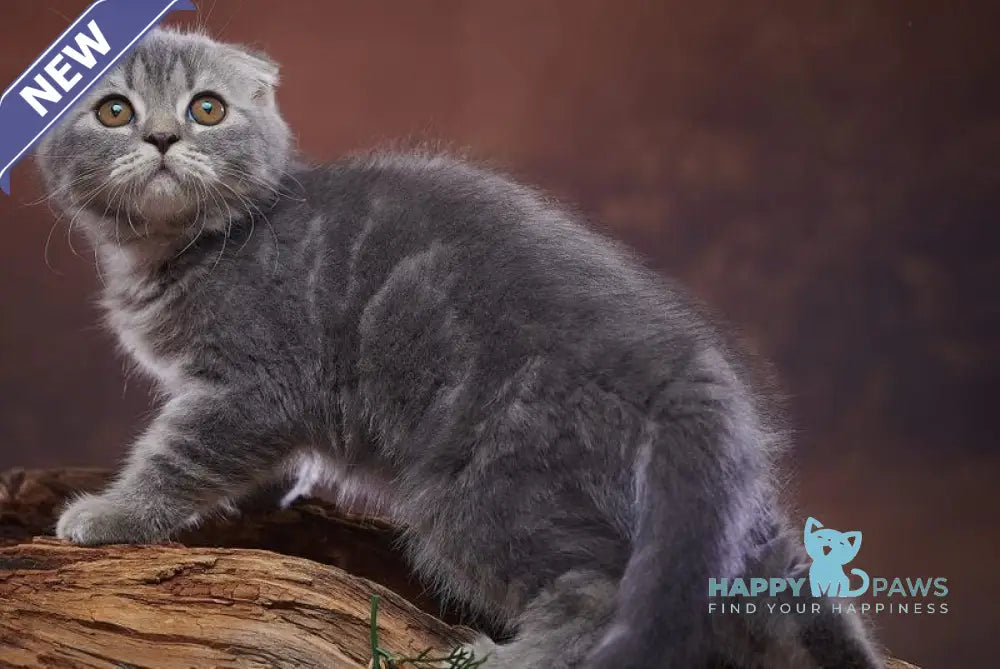 Runa Scottish Fold female blue silver tabby live animals
