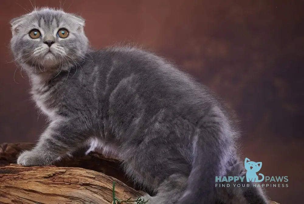 Runa Scottish Fold female blue silver tabby live animals