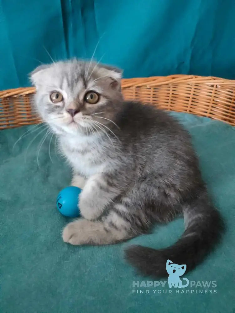Runa Scottish Fold female blue silver tabby live animals