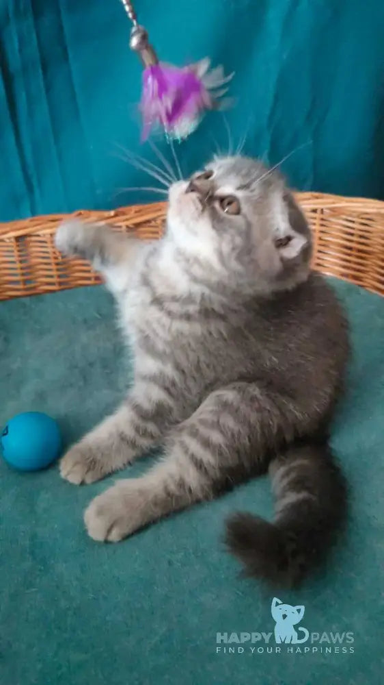Runa Scottish Fold female blue silver tabby live animals