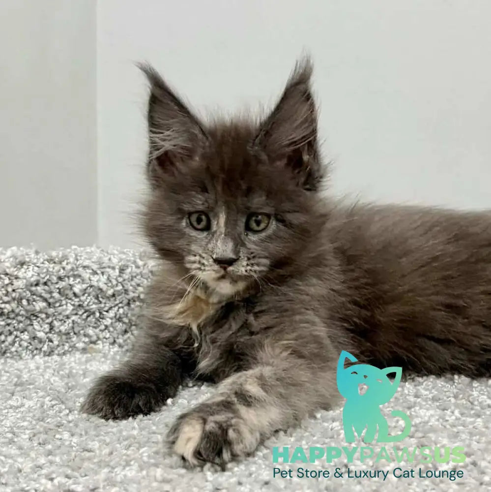 Runs Maine Coon female blue tortie live animals