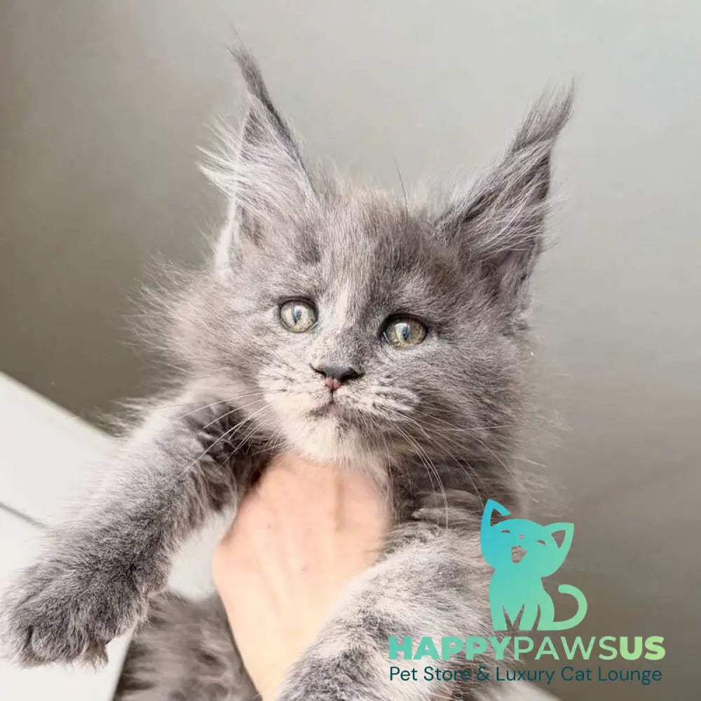 Runs Maine Coon female blue tortie live animals