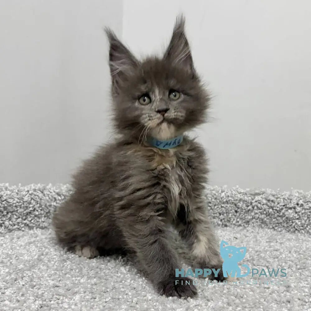 Runs Maine Coon female blue tortie live animals