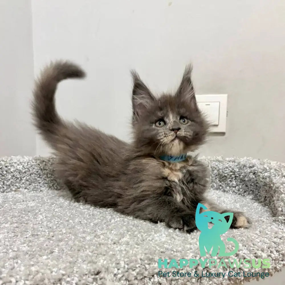 Runs Maine Coon female blue tortie live animals