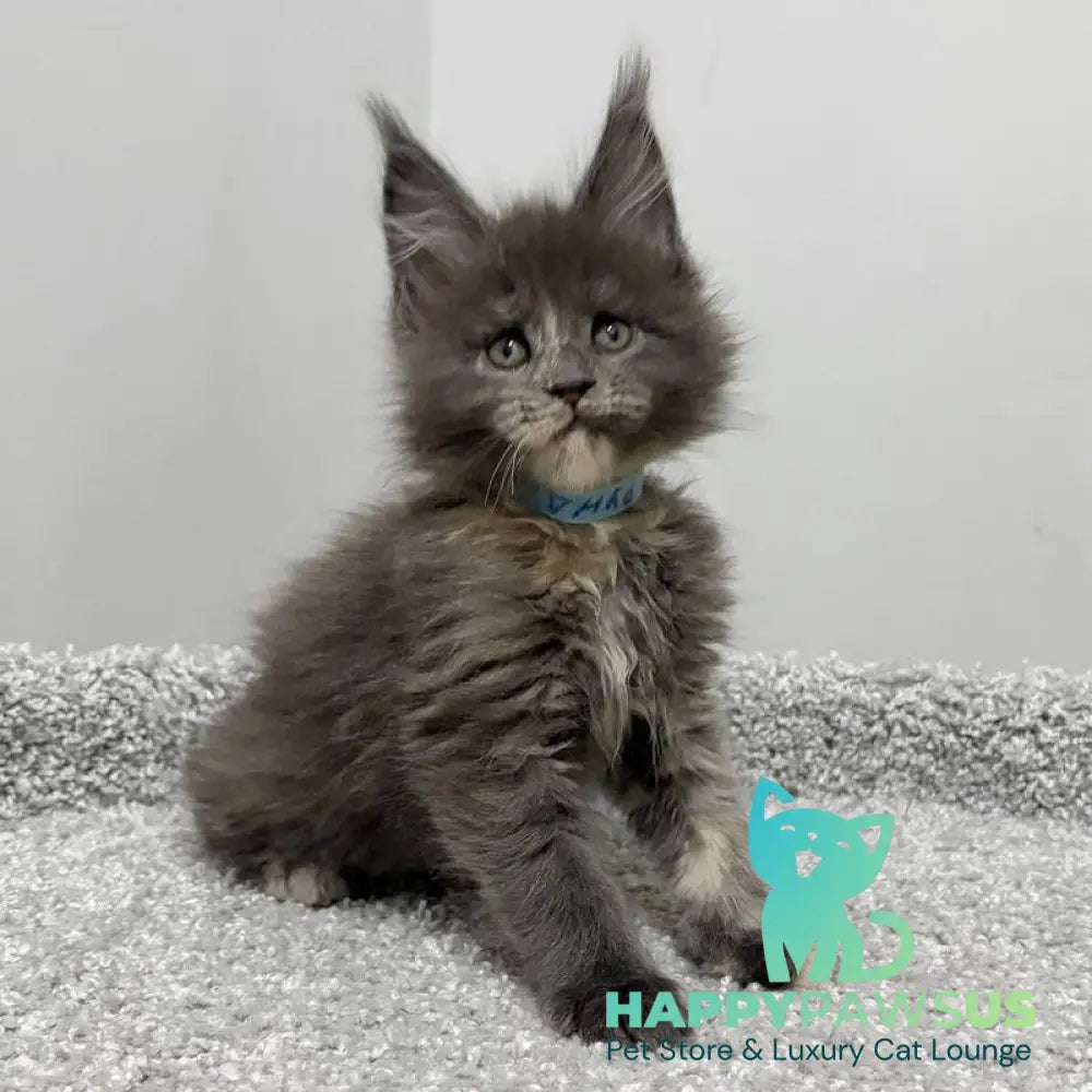 Runs Maine Coon female blue tortie live animals