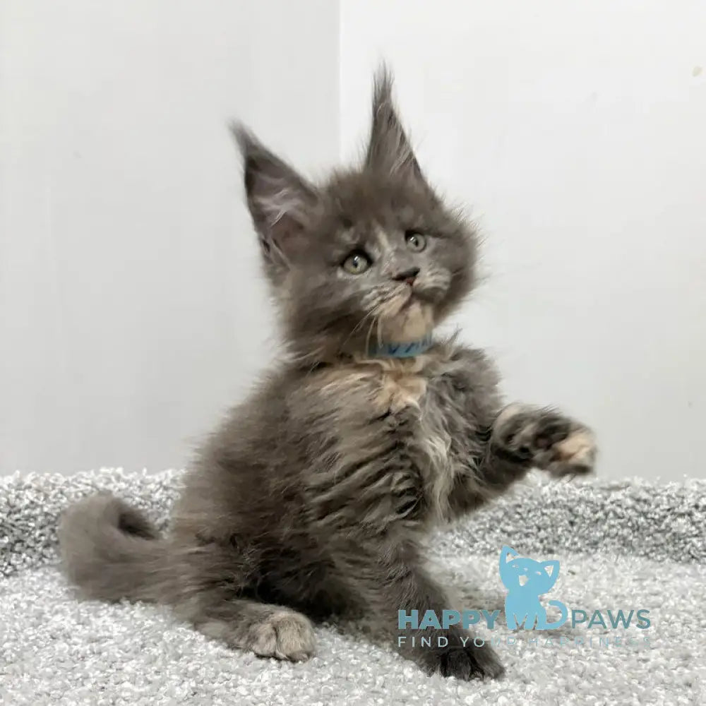 Runs Maine Coon female blue tortie live animals