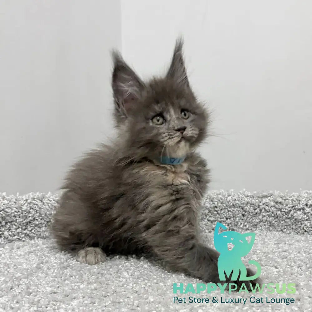 Runs Maine Coon female blue tortie live animals