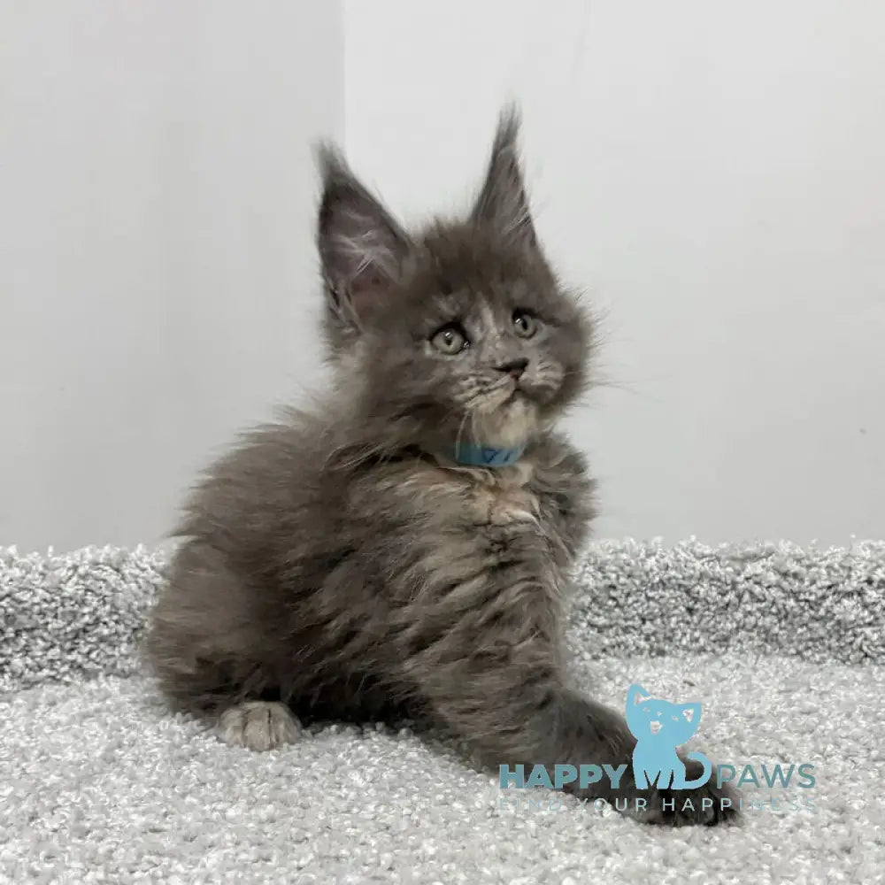 Runs Maine Coon female blue tortie live animals