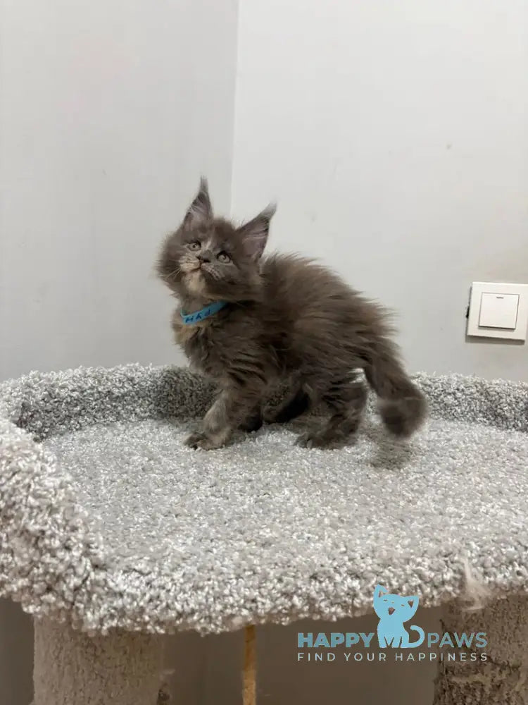 Runs Maine Coon female blue tortie live animals